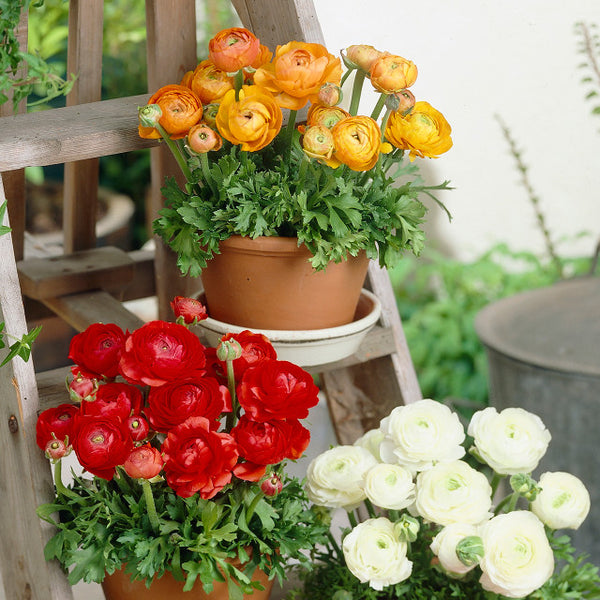Tomer Orange Ranunculus Corms Bulbs Persian Buttercup Growing Bonsai Roots Rhizomes Tubers Potted Planting Reblooming Fragrant Garden Species Blooms Flower Seeds Plant Gardening