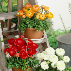 Tomer Orange Ranunculus Corms Bulbs Persian Buttercup Growing Bonsai Roots Rhizomes Tubers Potted Planting Reblooming Fragrant Garden Species Blooms Flower Seeds Plant Gardening