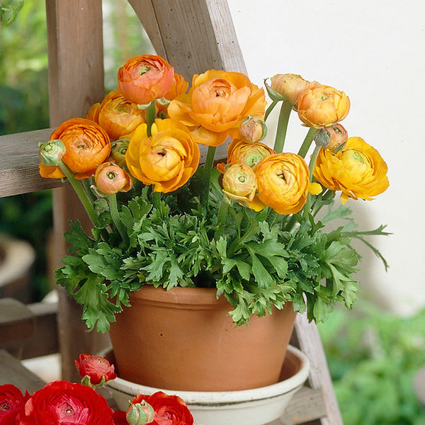 Ranunculus Tomer Orange Corms Bulbs Growing Bonsai Roots Rhizomes Tubers Potted Planting Reblooming Fragrant Garden Species Blooms Flower Seeds Plant Gardening