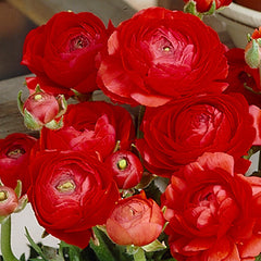 Ranunculus Bulbs Tomer Deep Red Corms Growing Bonsai Roots Rhizomes Tubers Potted Planting Reblooming Fragrant Garden Species Blooms Flower Seeds Plant Gardening