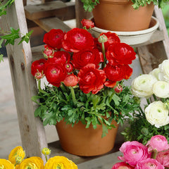 Ranunculus Bulbs Tomer Deep Red Corms Growing Bonsai Roots Rhizomes Tubers Potted Planting Reblooming Fragrant Garden Species Blooms Flower Seeds Plant Gardening
