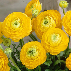 Tomer Deep Yellow Ranunculus Corms Bulbs Persian Buttercup Growing Bonsai Roots Rhizomes Tubers Potted Planting Reblooming Fragrant Garden Species Blooms Flower Seeds Plant Gardening - Seedsplant