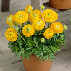 Tomer Deep Yellow Ranunculus Corms Bulbs Persian Buttercup Growing Bonsai Roots Rhizomes Tubers Potted Planting Reblooming Fragrant Garden Species Blooms Flower Seeds Plant Gardening - Seedsplant