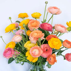 Tropical Sunset Collection Ranunculus Corms Bulbs Persian Buttercup Growing Bonsai Roots Rhizomes Tubers Potted Planting Reblooming Fragrant Garden Species Blooms Flower Seeds Plant Gardening