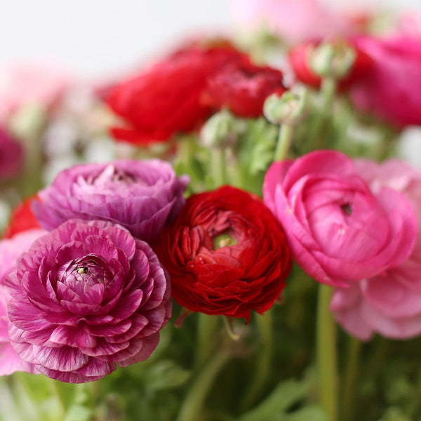 Very Berry Collection Ranunculus Corms Bulbs Persian Buttercup Growing ...