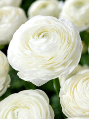 Ranunculus White Corms Bulbs Growing Bonsai Roots Rhizomes Tubers Potted Planting Reblooming Fragrant Garden Species Blooms Flower Seeds Plant Gardening