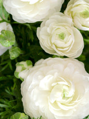 Ranunculus White Corms Bulbs Growing Bonsai Roots Rhizomes Tubers Potted Planting Reblooming Fragrant Garden Species Blooms Flower Seeds Plant Gardening