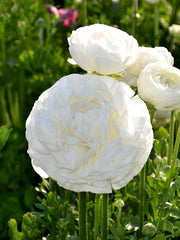 Ranunculus White Corms Bulbs Growing Bonsai Roots Rhizomes Tubers Potted Planting Reblooming Fragrant Garden Species Blooms Flower Seeds Plant Gardening