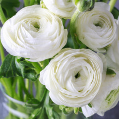 White Ranunculus Corms Bulbs Persian Buttercup Growing Bonsai Roots Rhizomes Tubers Potted Planting Reblooming Fragrant Garden Species Blooms Flower Seeds Plant Gardening