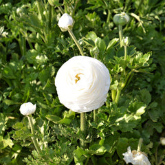 White Ranunculus Corms Bulbs Persian Buttercup Growing Bonsai Roots Rhizomes Tubers Potted Planting Reblooming Fragrant Garden Species Blooms Flower Seeds Plant Gardening