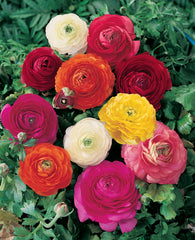 Asiaticus Mixed Ranunculus Corms Bulbs Persian Buttercup Growing Bonsai Roots Rhizomes Tubers Potted Planting Reblooming Fragrant Garden Species Blooms Flower Seeds Plant Gardening