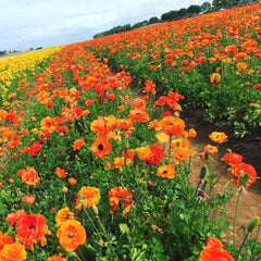 Sunset Ranunculus  Corms Bulbs Growing Bonsai Roots Rhizomes Tubers Potted Planting Reblooming Fragrant Garden Species Blooms Flower Seeds Plant Gardening