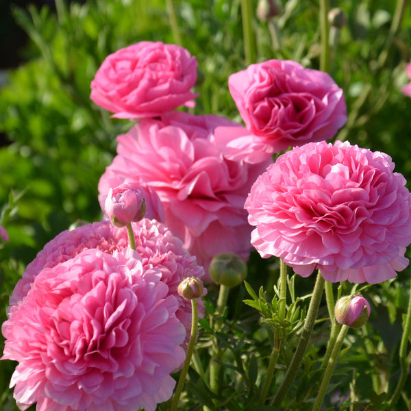 Ranunculus Pink  Corms Bulbs Growing Bonsai Roots Rhizomes Tubers Potted Planting Reblooming Fragrant Garden Species Blooms Flower Seeds Plant Gardening