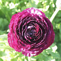 Purple Ranunculus Bulbs Corms Growing Bonsai Roots Rhizomes Tubers Potted Planting Reblooming Fragrant Garden Species Blooms Flower Seeds Plant Gardening