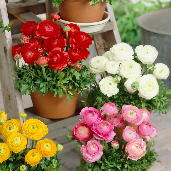 Tomer Red Ranunculus  Corms Bulbs Growing Bonsai Roots Rhizomes Tubers Potted Planting Reblooming Fragrant Garden Species Blooms Flower Seeds Plant Gardening