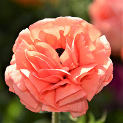 Rose Ranunculus Corms Bulbs Persian Buttercup Growing Bonsai Roots Rhizomes Tubers Potted Planting Reblooming Fragrant Garden Species Blooms Flower Seeds Plant Gardening