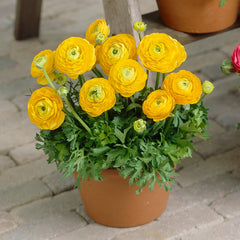 Tomer Yellow Ranunculus Corms Bulbs Persian Buttercup Growing Bonsai Roots Rhizomes Tubers Potted Planting Reblooming Fragrant Garden Species Blooms Flower Seeds Plant Gardening