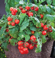 Red Robin - Seedsplant
