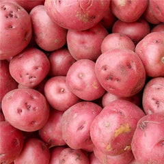 Red Pontiac Organic - Seedsplant