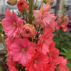 Delphinium Seeds Suitable for autumn & winter