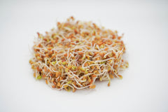 Red Clover Organic - Seedsplant