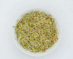 Red Clover Organic - Seedsplant