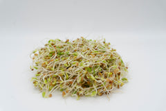 Red Clover Organic - Seedsplant