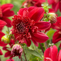 Red Dahlia Collection Bulbs Perennial Growing Bonsai Roots Rhizomes Corms Tubers Potted Planting Reblooming Fragrant Garden Species Blooms Flower Seeds Plant Gardening