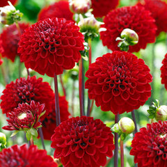 Red Dahlia Collection Bulbs Perennial Growing Bonsai Roots Rhizomes Corms Tubers Potted Planting Reblooming Fragrant Garden Species Blooms Flower Seeds Plant Gardening