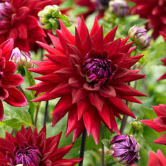 Red Dahlia Collection Bulbs Perennial Growing Bonsai Roots Rhizomes Corms Tubers Potted Planting Reblooming Fragrant Garden Species Blooms Flower Seeds Plant Gardening