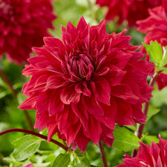 Red Dahlia Collection Bulbs Perennial Growing Bonsai Roots Rhizomes Corms Tubers Potted Planting Reblooming Fragrant Garden Species Blooms Flower Seeds Plant Gardening