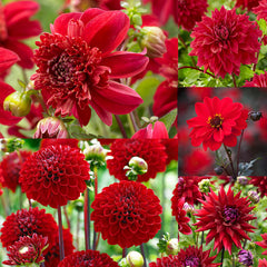 Red Dahlia Collection Bulbs Perennial Growing Bonsai Roots Rhizomes Corms Tubers Potted Planting Reblooming Fragrant Garden Species Blooms Flower Seeds Plant Gardening