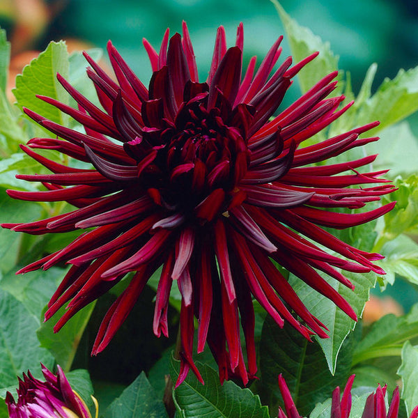 Red Summer Dahlia Bulbs Perennial Growing Bonsai Roots Rhizomes Corms Tubers Potted Planting Reblooming Fragrant Garden Species Blooms Flower Seeds Plant Gardening