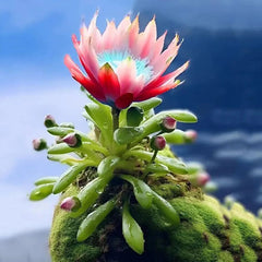 Rare Fortune Lotus