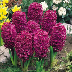 Mixed Color Hyacinth Seeds