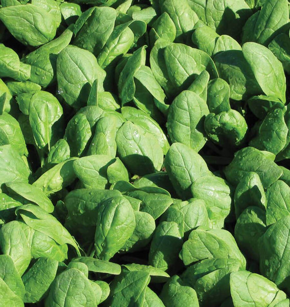 Renegade F1 Organic