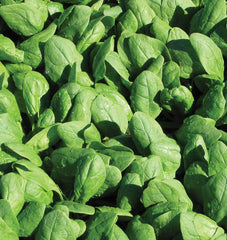 Renegade F1 Organic - Seedsplant