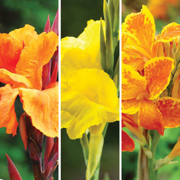 Rio Tall Canna Collection