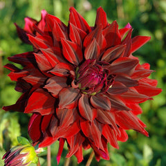 Dahlia Rip City Bulbs Perennial Growing Bonsai Roots Rhizomes Corms Tubers Potted Planting Reblooming Fragrant Garden Species Blooms Flower Seeds Plant Gardening