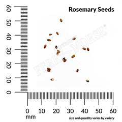 Rosemary Organic Seeds, 200mg