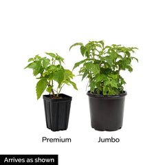 Red Latham Raspberry Plant