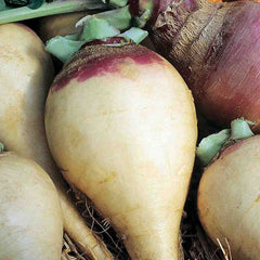 Rutabaga, American Purple Top Seeds, 4.4g