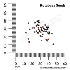 Rutabaga, American Purple Top Seeds, 4.4g
