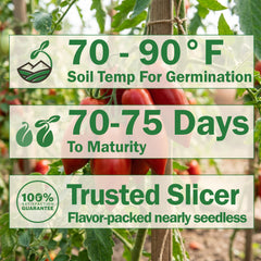 Siletz Tomato