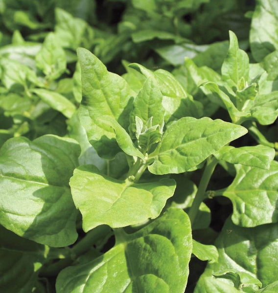 New Zealand Spinach