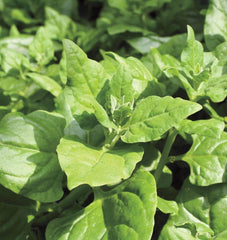 New Zealand Spinach - Seedsplant