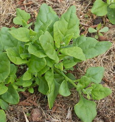New Zealand Spinach - Seedsplant