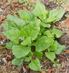 New Zealand Spinach - Seedsplant