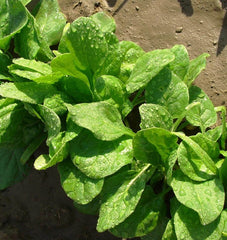 Monstrueux de Viroflay - Seedsplant