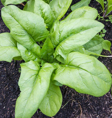 Monstrueux de Viroflay - Seedsplant